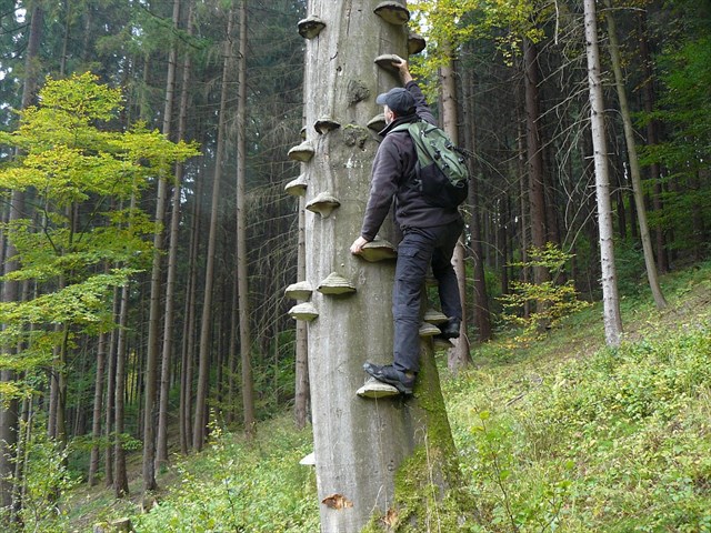 Nejvyšší strom Česka
měří přes 64 metrů