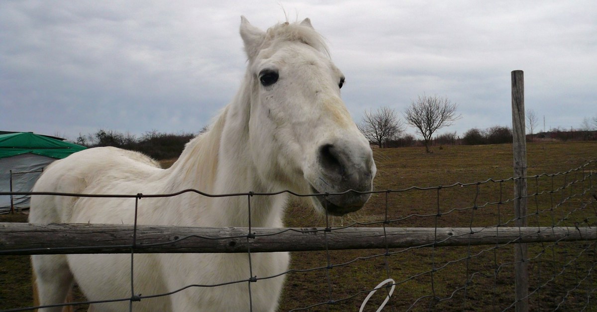 Koně umějí rozlišovat lidské emoce, ukázal výzkum