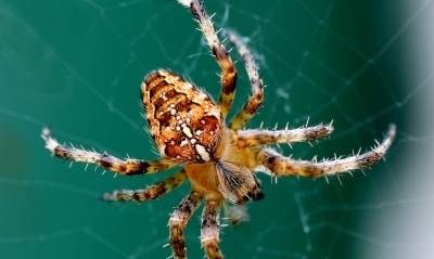 Pavouk v Rumunsku
