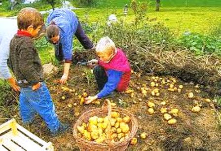 Kouzlo časů minulých: 
Vůně bramborové natě 