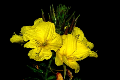Květina