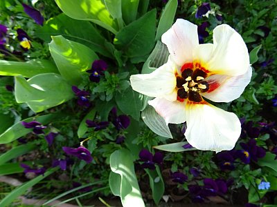 Botanický tulipán V