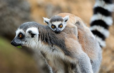 Pruhované mládě na Ostrově lemurů