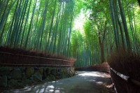 Hustý bambusový les u motelu v Kyótu