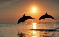 Hrátky delfínů