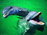 Delfíni jsou také savci jako my