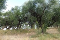 v olivovém háji