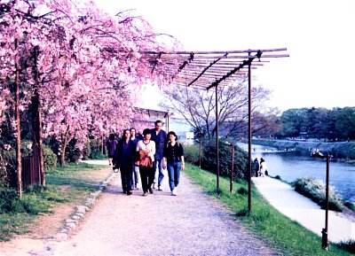 Kjóto - ohanami