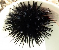 Černá ježovka má křehké ostny, které se snadno odlomí