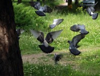 Život v parcích - odlet holubů
