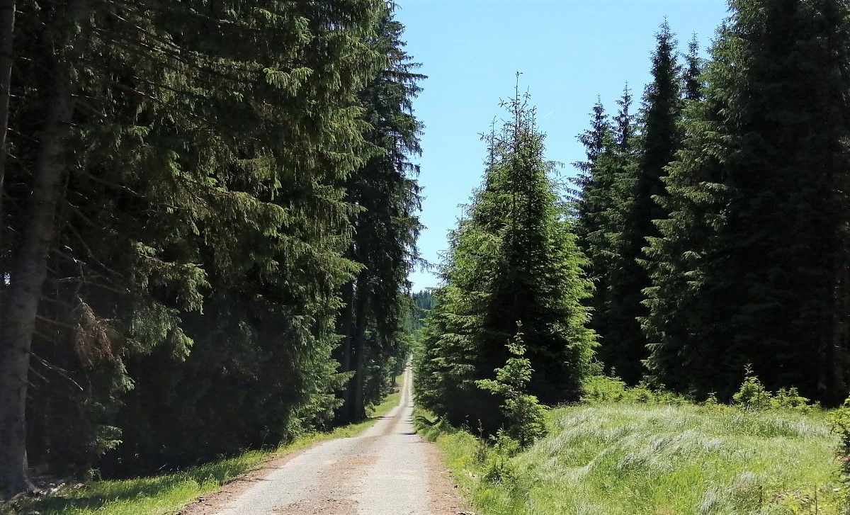 V Českém lese