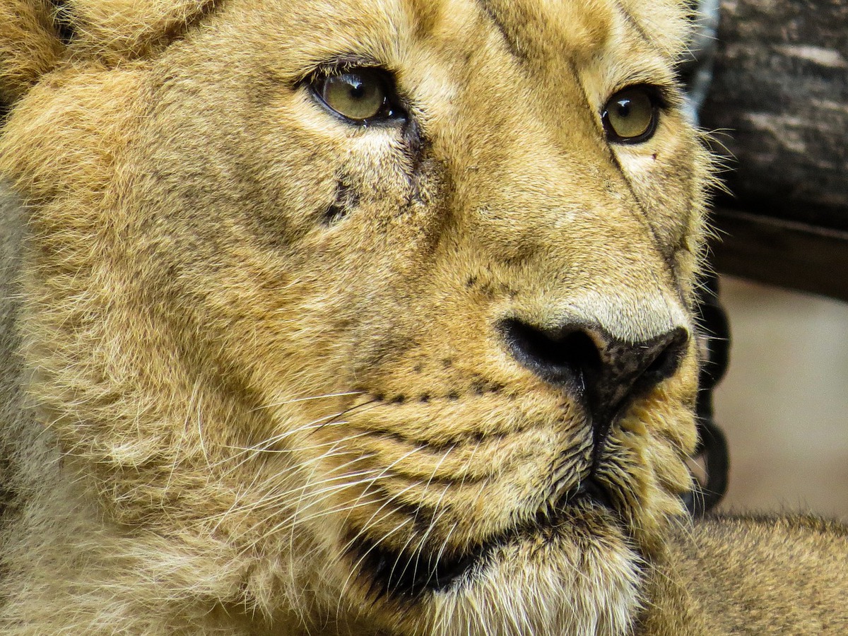 Pražská ZOO láká na vzácné lvy indické