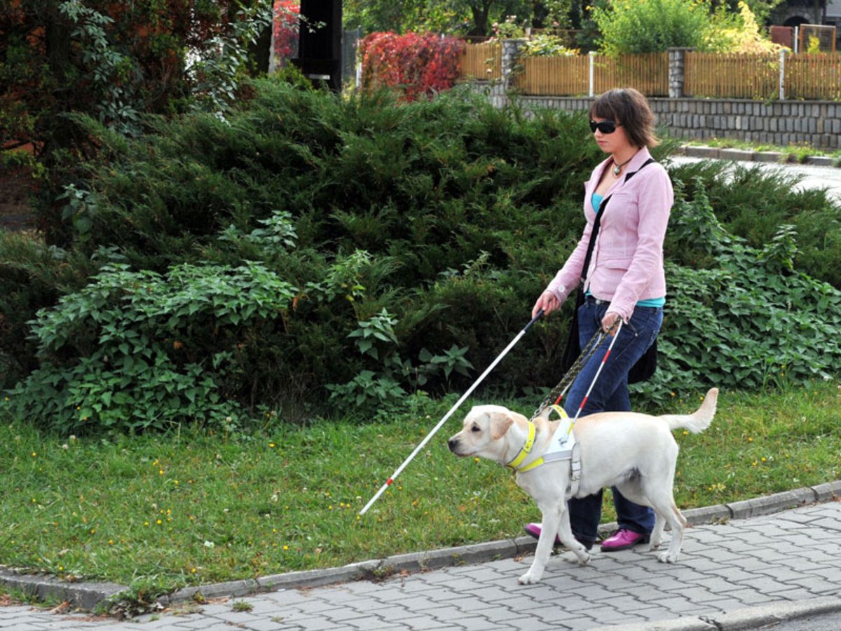 Pes dokáže pomáhat nejen nevidomým, ale i autistům a diabetikům