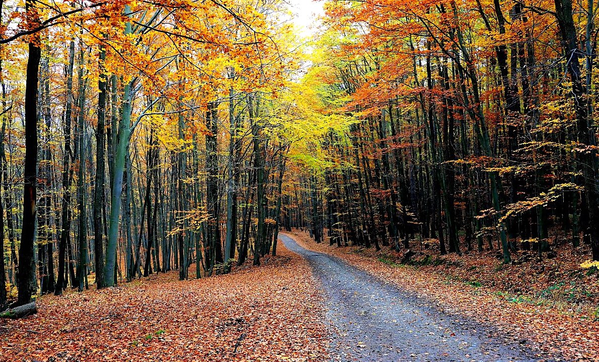 FOTO DNE 7.11.: Dagmar Vargová - Cesta