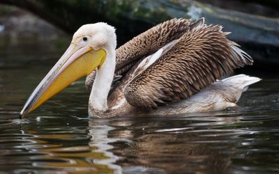 Pražská ZOO daruje
pelikány britské královně