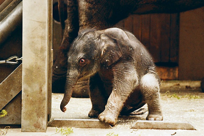 Hledá se jméno pro sloní
slečnu. Hlasujte o něm