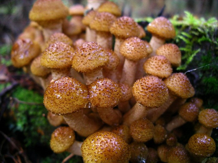 Ranní mrazy končí,
houby opět rostou