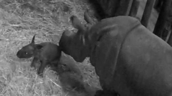 V plzeňské ZOO mají vzácné
mládě nosorožce indického
