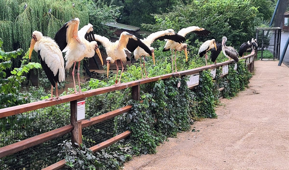 Do pražské ZOO nejen za zvířátky