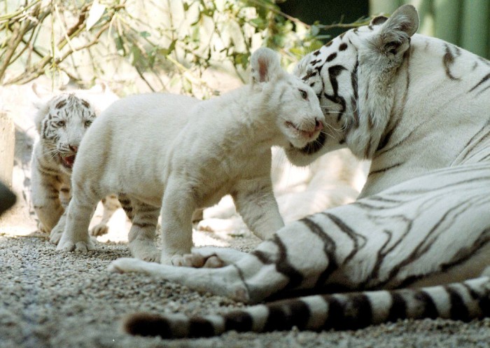 ZOO Liberec má po desíti
letech mláďata bílého tygra