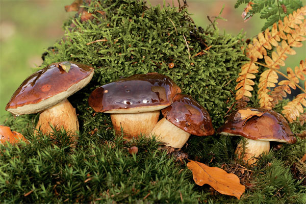Rostou všechny druhy hub,
nejvíce v jižních Čechách