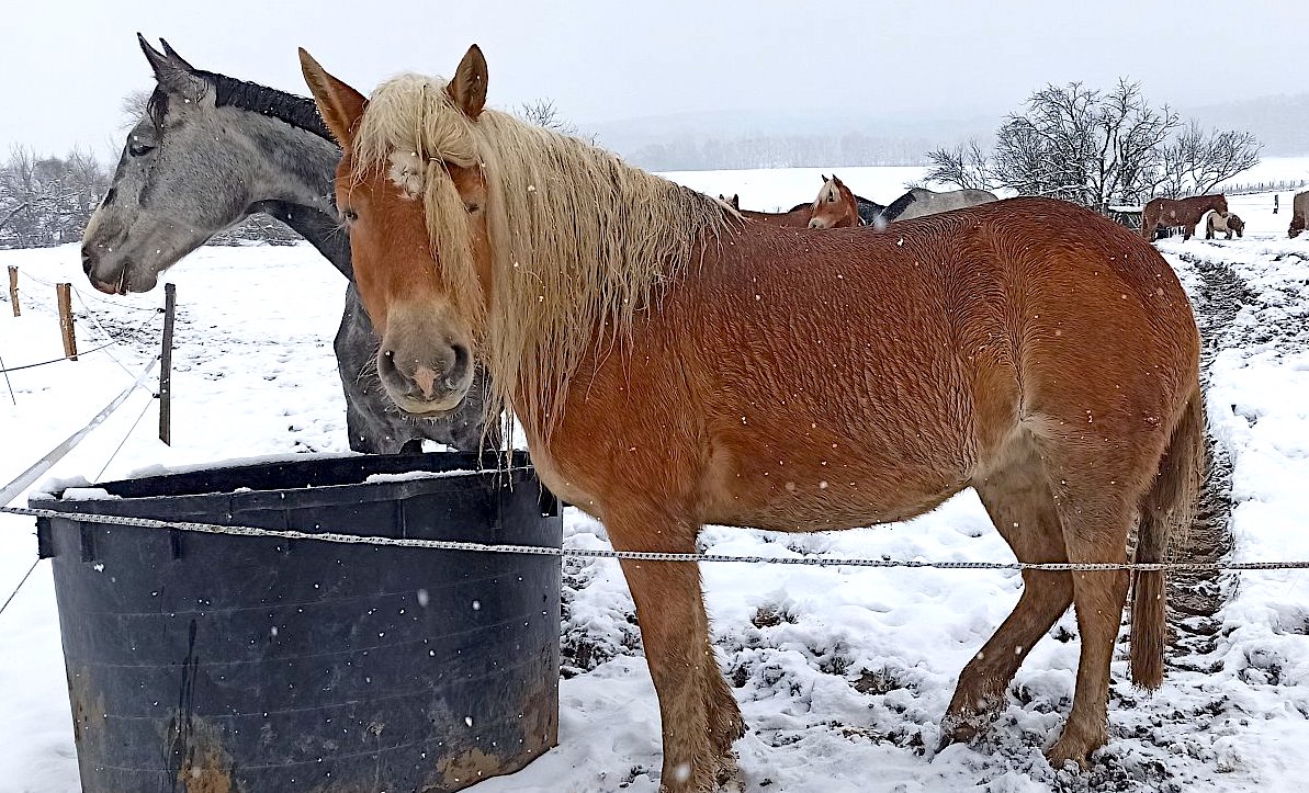 FOTO DNE 26.12.: Marie Měchurová - Otužilí koníci