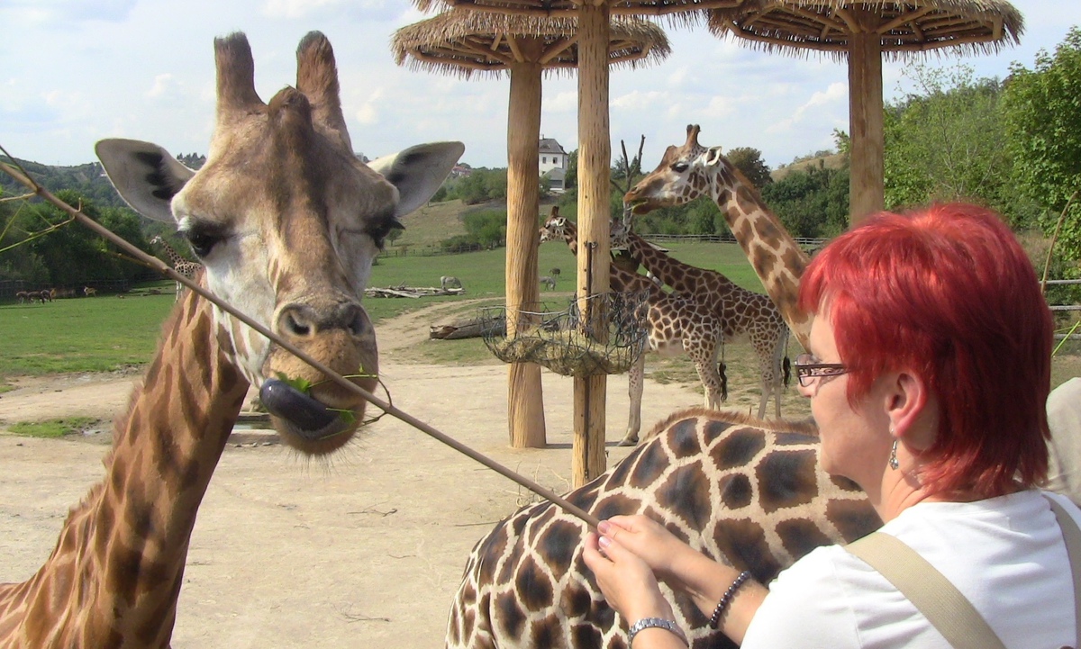 Můj zážitek roku 2015: Krmení žiraf