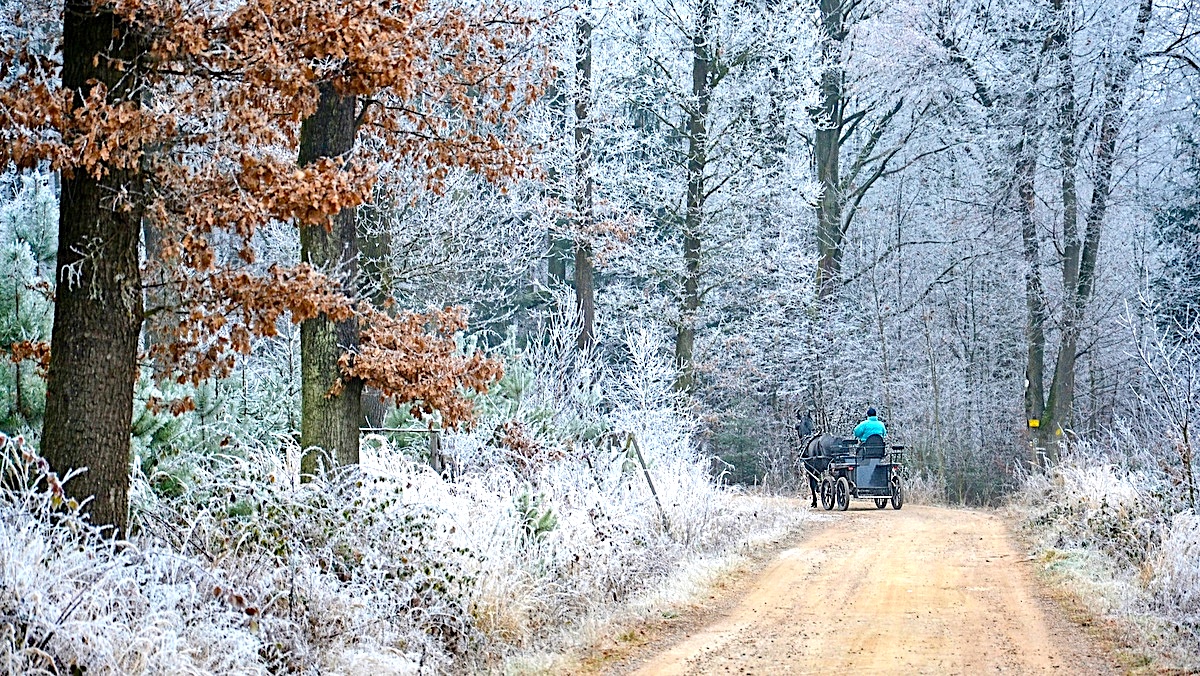FOTO DNE 28.12.: Libuše Hvězdová - Lesní cestou
