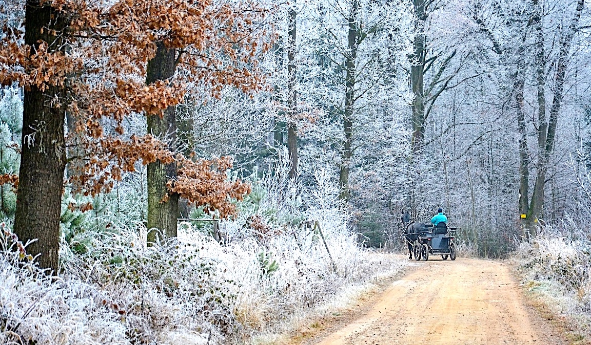 FOTO DNE 28.12.: Libuše Hvězdová - Lesní cestou