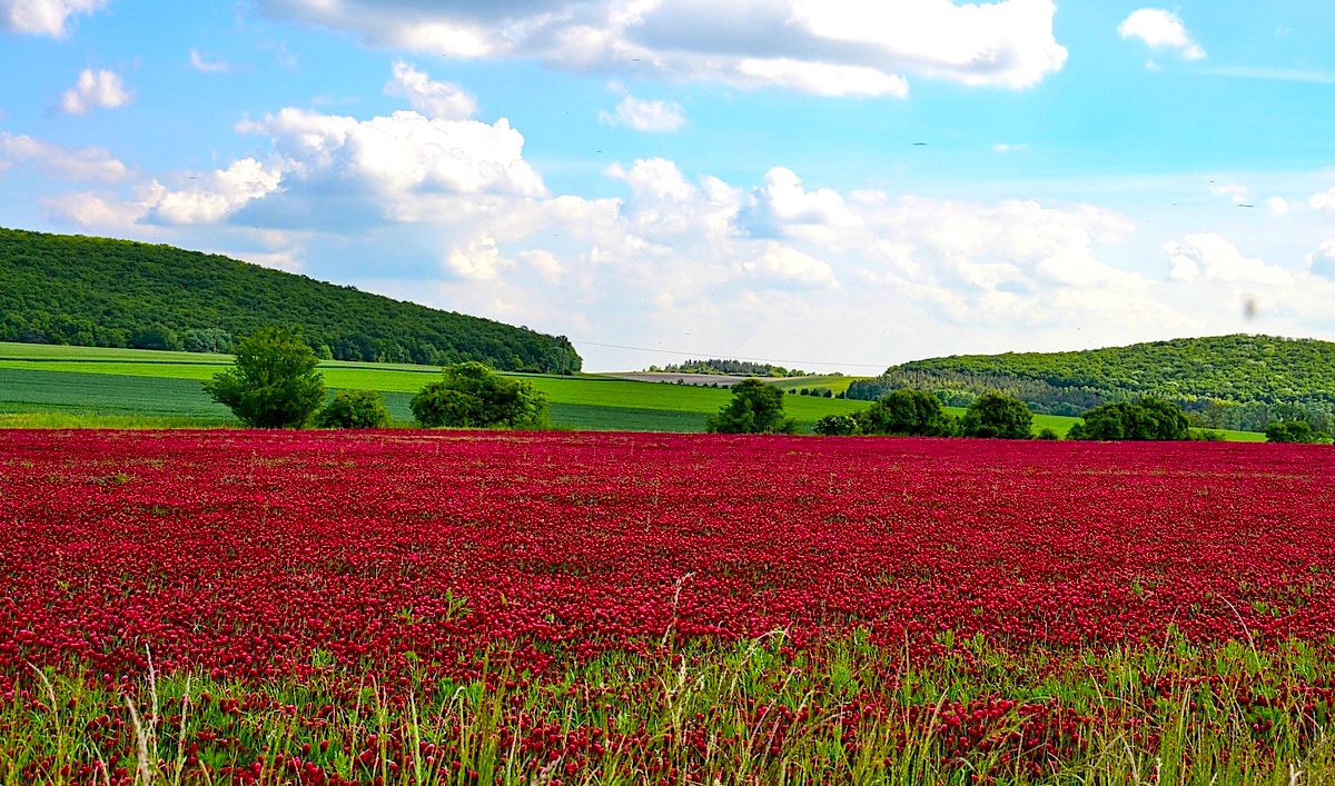 FOTO DNE 1.6.: Libuše Hvězdová - Barevná krajina