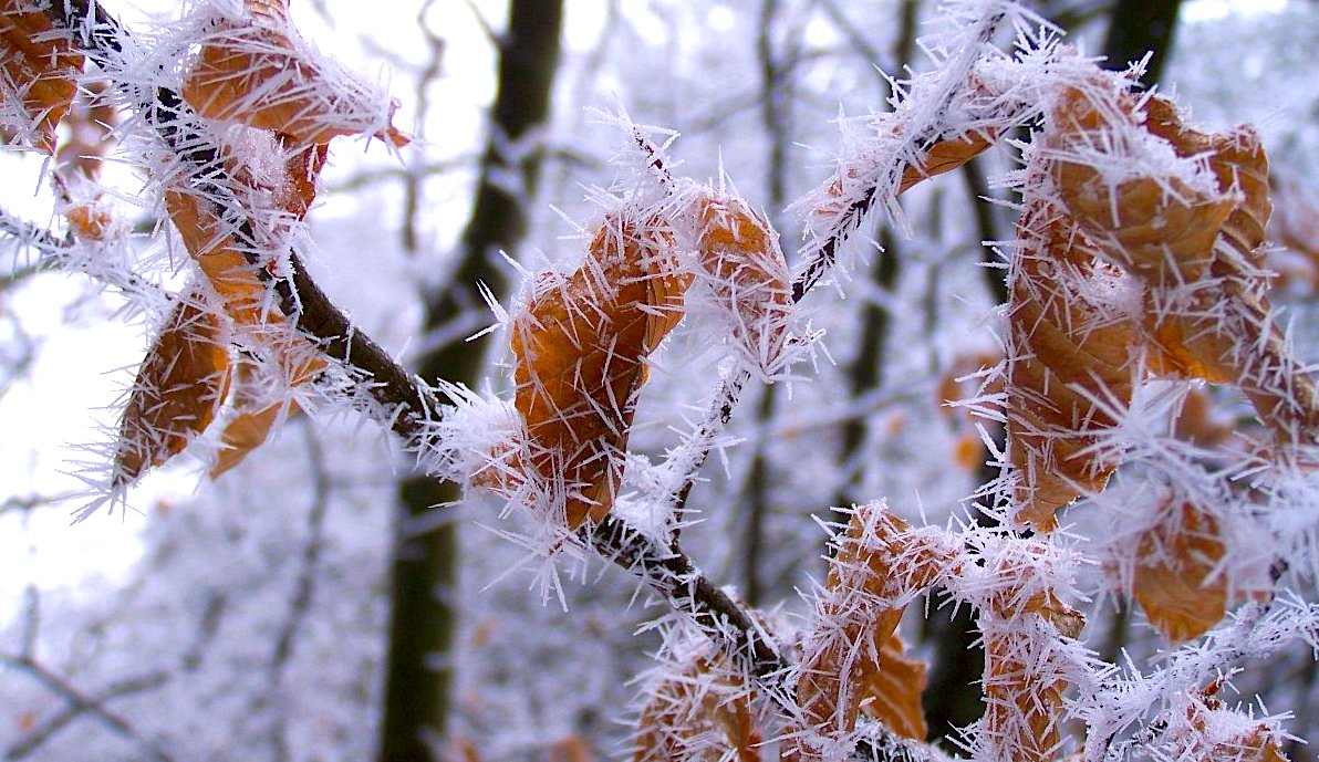 FOTO DNE 10.1.: Jitka Janků - S bodlinkami