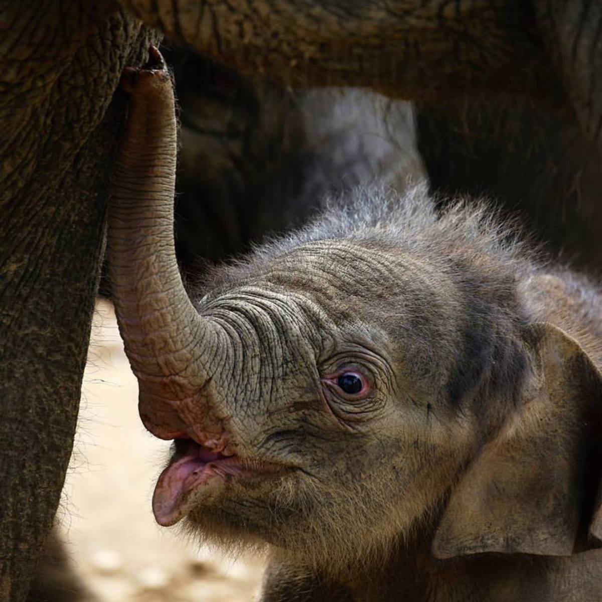 Vyberte slůněti z pražské ZOO jméno!