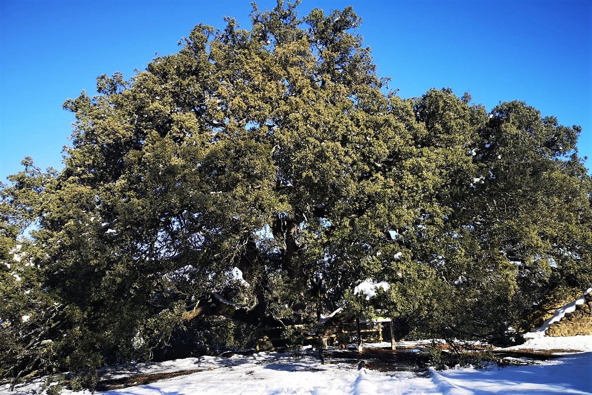 Evropským stromem roku se stal tisíciletý dub ze španělské Leciny