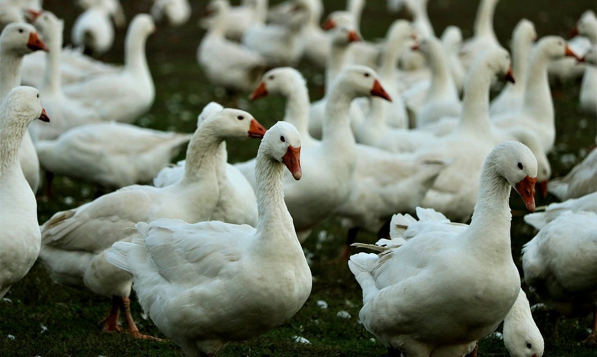 O koni, plášti a zrádných husách