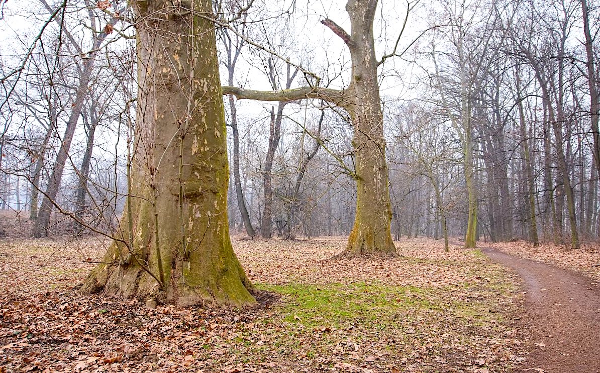 Mlhavé království starých stromů