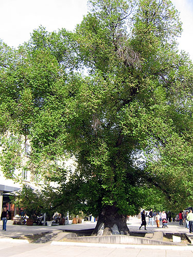 Evropským stromem roku
je prastarý jilm z Bulharska