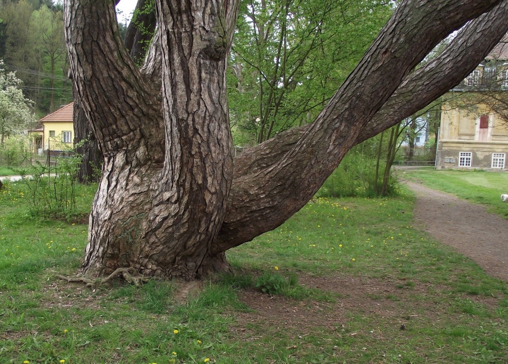 Stromem roku se stala
opatovická borovice