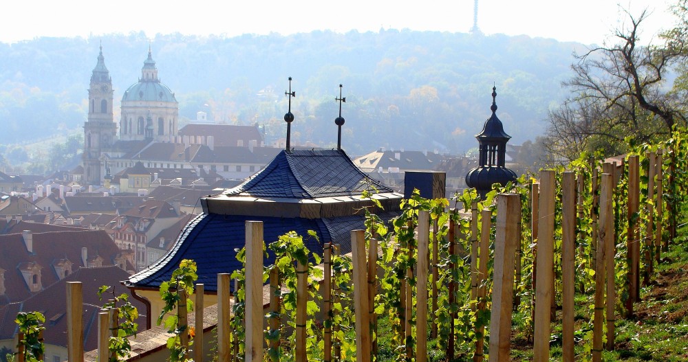 Na Svatováclavské vinici
na Hradě začalo vinobraní