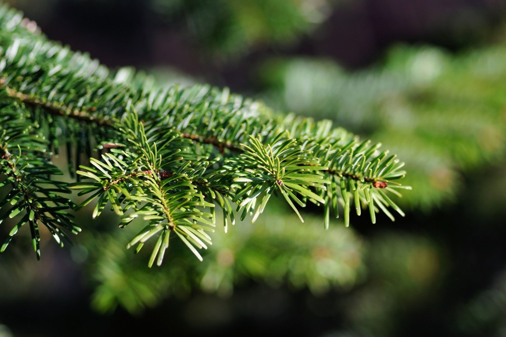 Letní sucho zvýší cenu
vánočních stromků