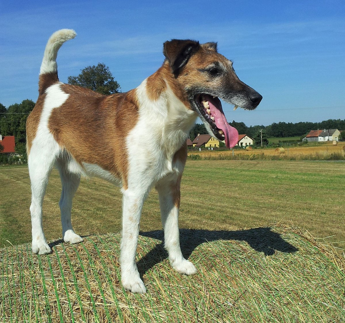 S Brixem v nejlepším životním období (Podzimní soutěžení 2025)