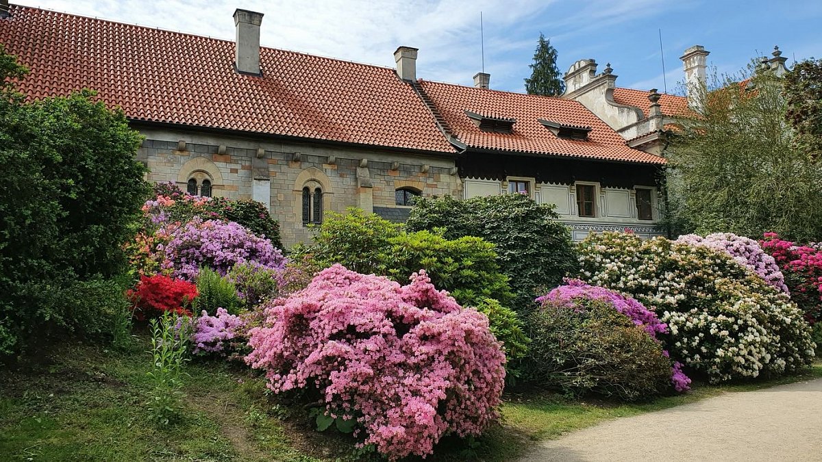 Čas rododendronů a azalek aneb jarní kouzlo průhonického parku