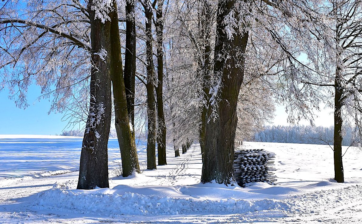 FOTO DNE 5.12.: Lenka Měkotová - Alej Hoješín