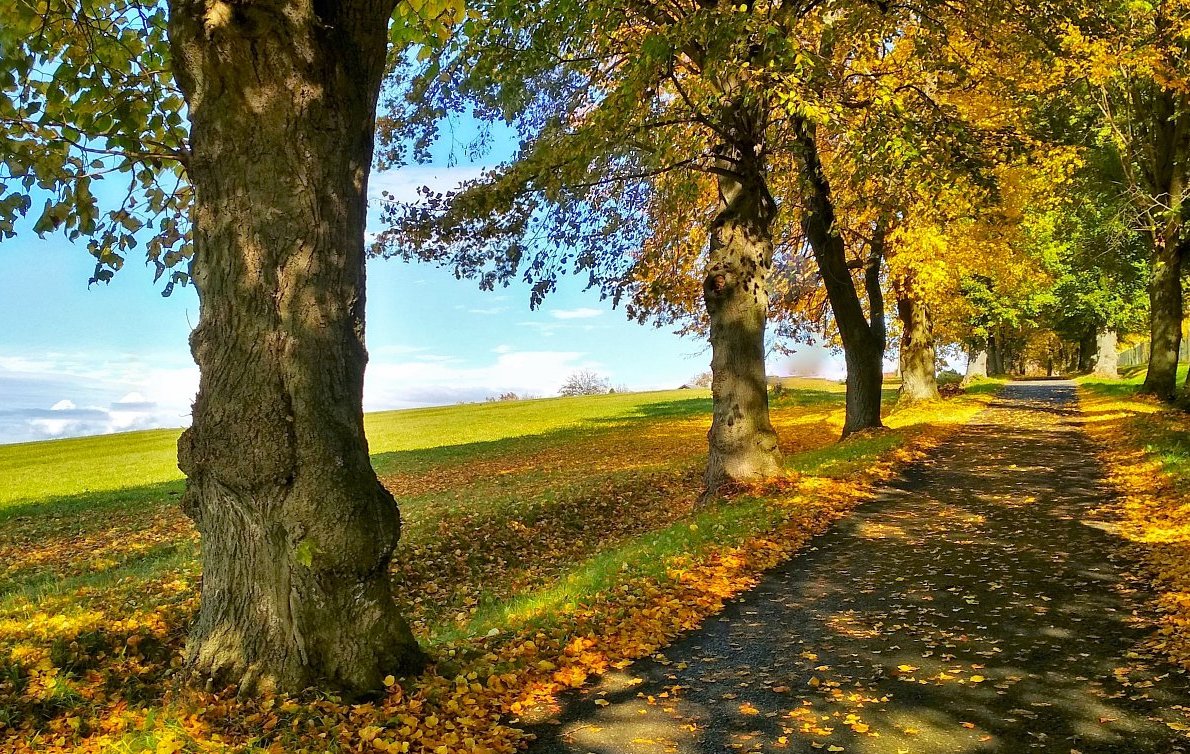 FOTO DNE 11.11.: Lubomír Měkota - Alej u Číhoště