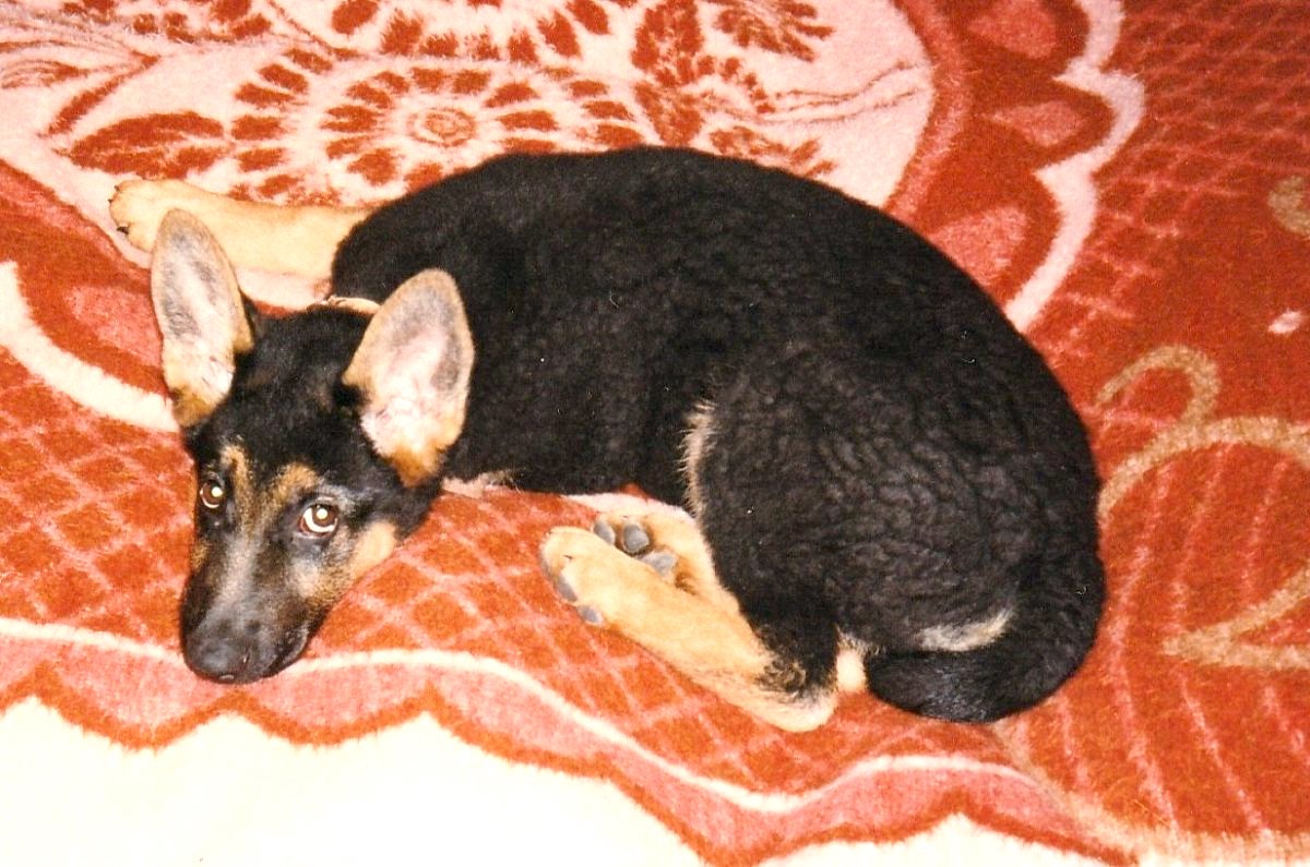 Jak jsme měli doma Netopýra