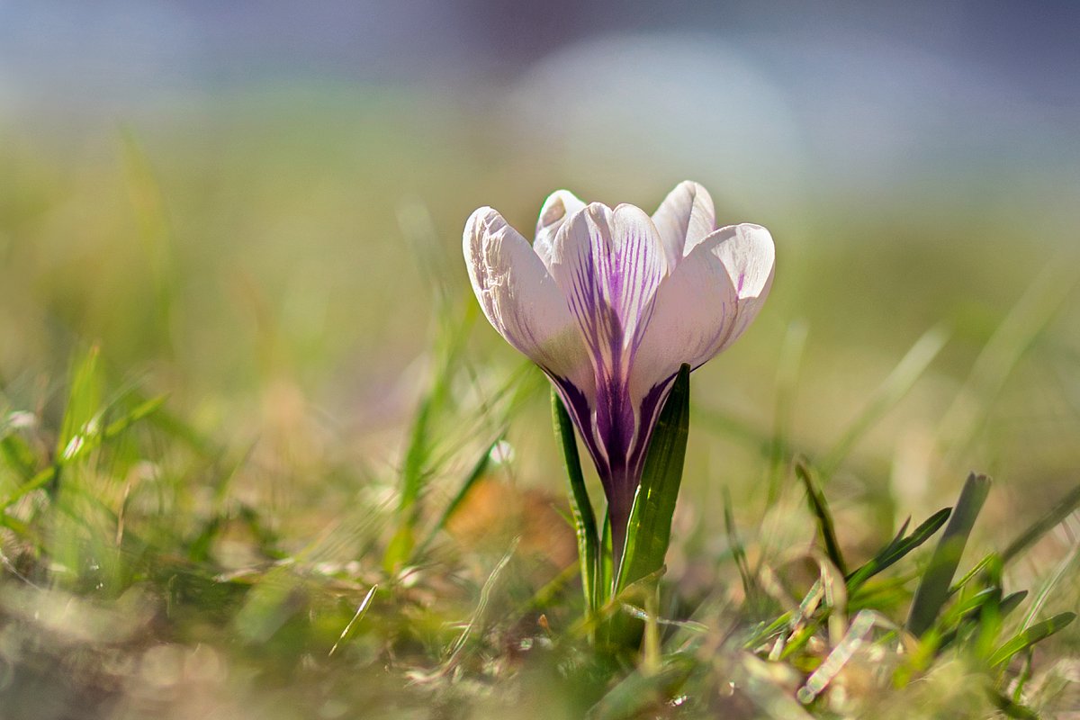 Šafrán bělokvětý