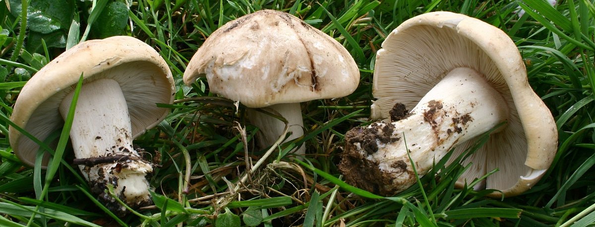 Calocybe_gambosa_080420wb.jpg