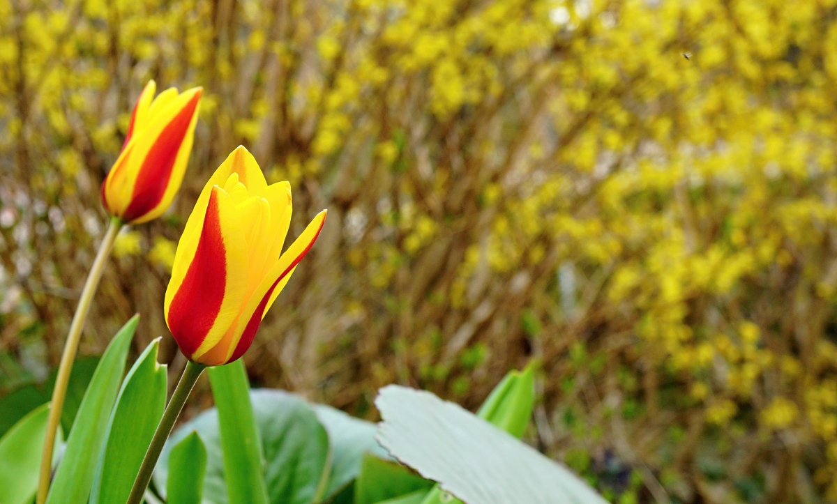 V čase tulipánů