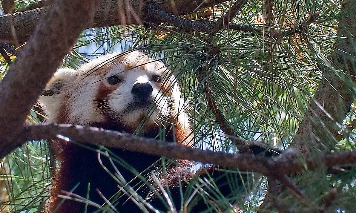 FOTO DNE 27.8.: Josef Rybář - Panda červená