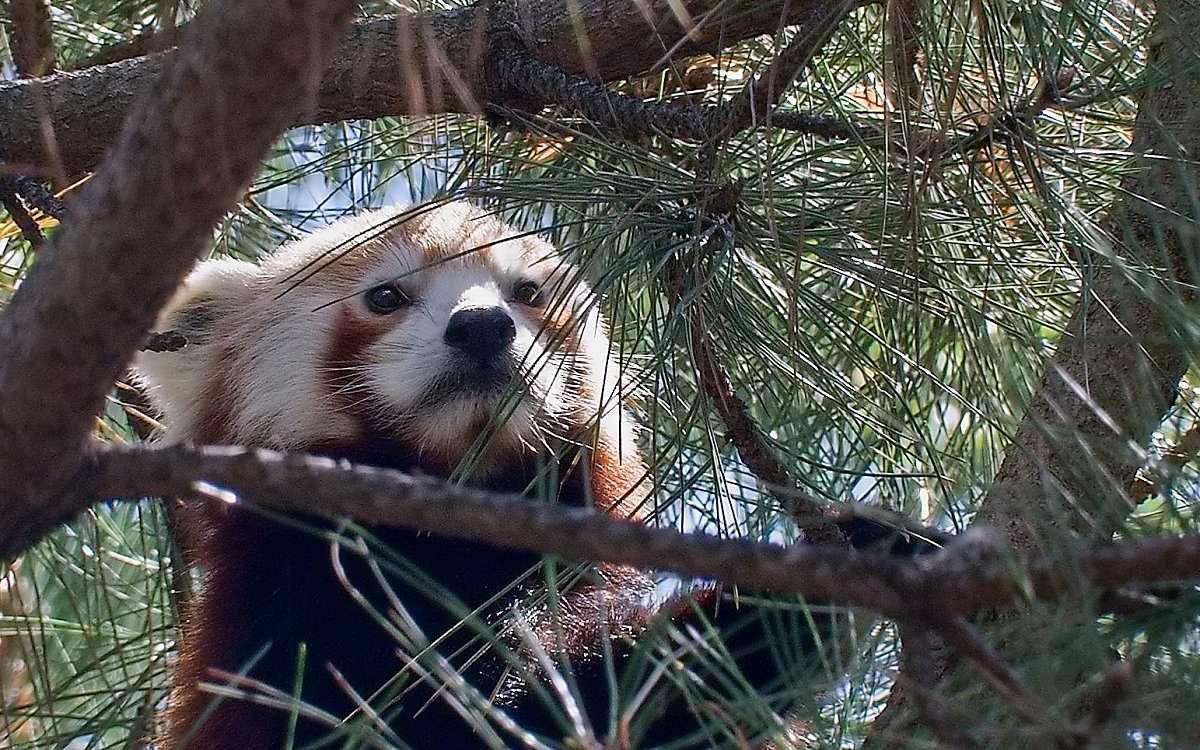 Panda červená*