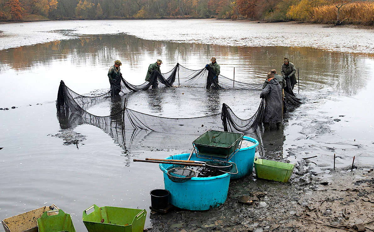 FOTO DNE 22.11.: Eva Hodíková - Výlov